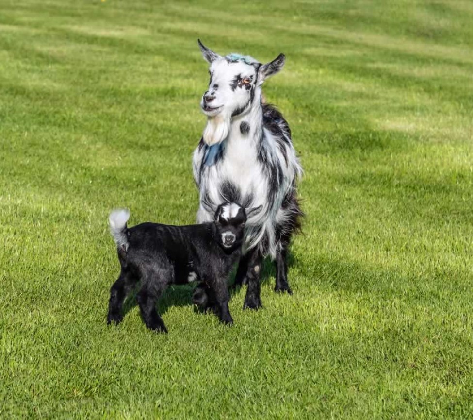 animals to feed at Parkers Farm Holiday Park